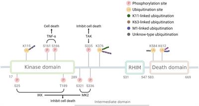 RIPK1 in the inflammatory response and sepsis: Recent advances, drug discovery and beyond